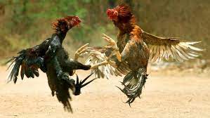 Keuntungan Bermain Sabung Ayam Dengan Agen Terpercaya